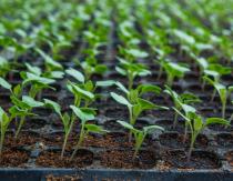 Цветная капуста: выращивание, уход, сорта Как отличить рассаду цветной капусты от обычной