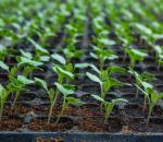 Цветная капуста: выращивание, уход, сорта Как отличить рассаду цветной капусты от обычной