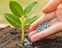 Классификация азотных удобрений: свойства, особенности, применение Что входит в азотные удобрения