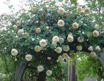 Описание розы клэр остин, особенности посадки и ухода Роза английская клэр роуз