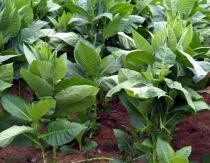 Как выращивать табак - что нужно для получения насыщенного аромата?