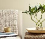 Правильный уход за драценой сандера в домашних условиях Все о бамбуке: выращивание по фэн-шуй