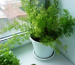 Вечнозеленый серповидный аспарагус: правила ухода в домашних условиях