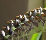 Как размножить цветущее каланхоэ листочком